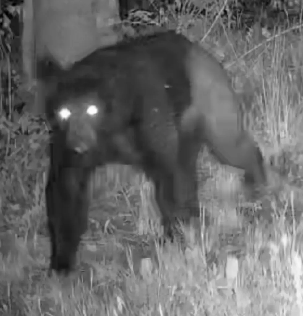 Half Bear, Half Man? Trail Camera Video Has Western New York Talking
