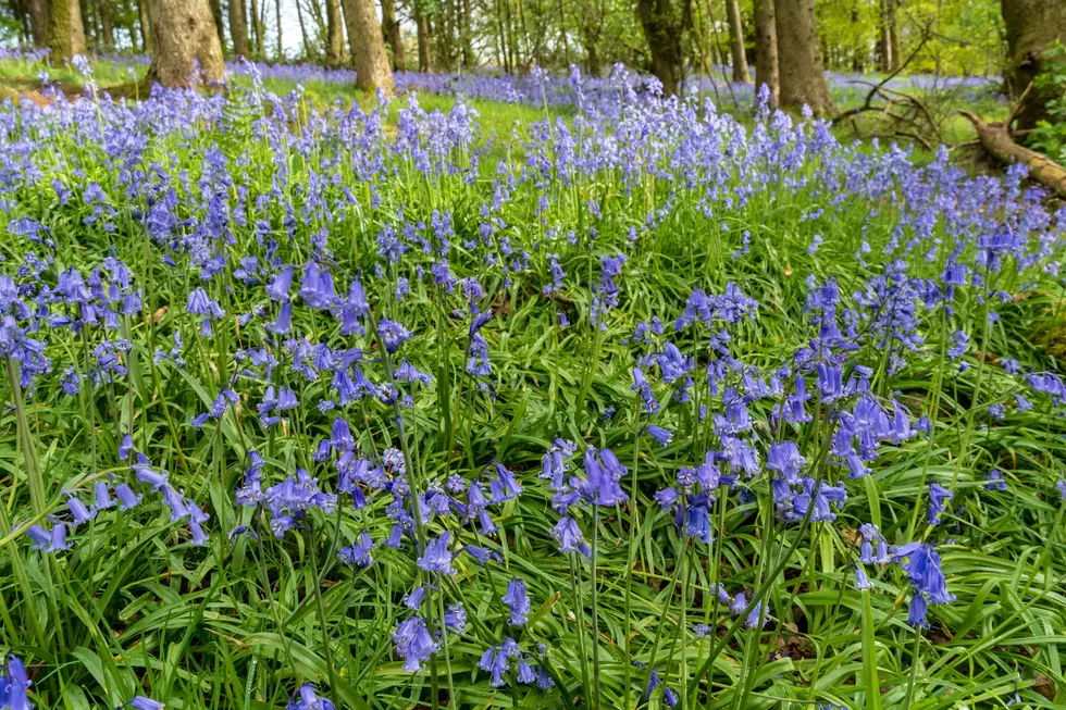 Don’t Miss Fairyland of Flowers Blooming on Small NY Island For Few Weeks