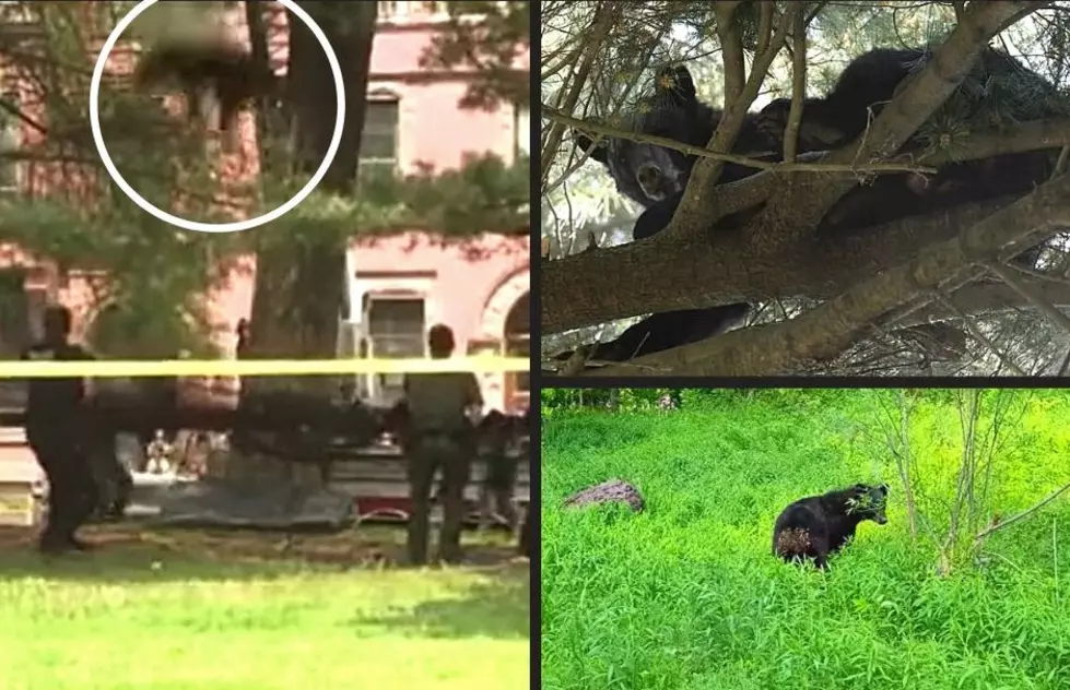 WATCH: Bear Rescued From Tree in City Park, Released Back Into Catskills