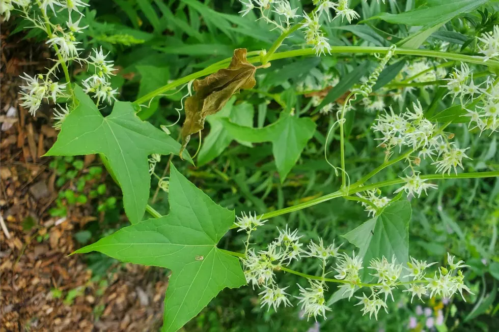 What’s This Super Long Vine Growing In My Backyard In Upstate NY?