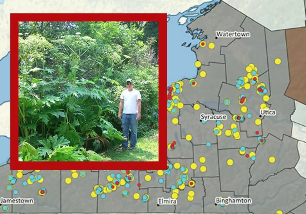 DEC Says ‘Horror Plant’ Causing Blindness and Burns, Spreading Around CNY