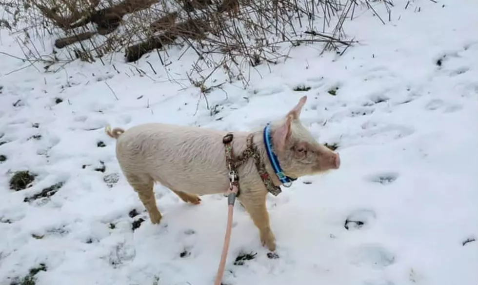 A Happy Ending For Myles the Escaped Unadilla Pig