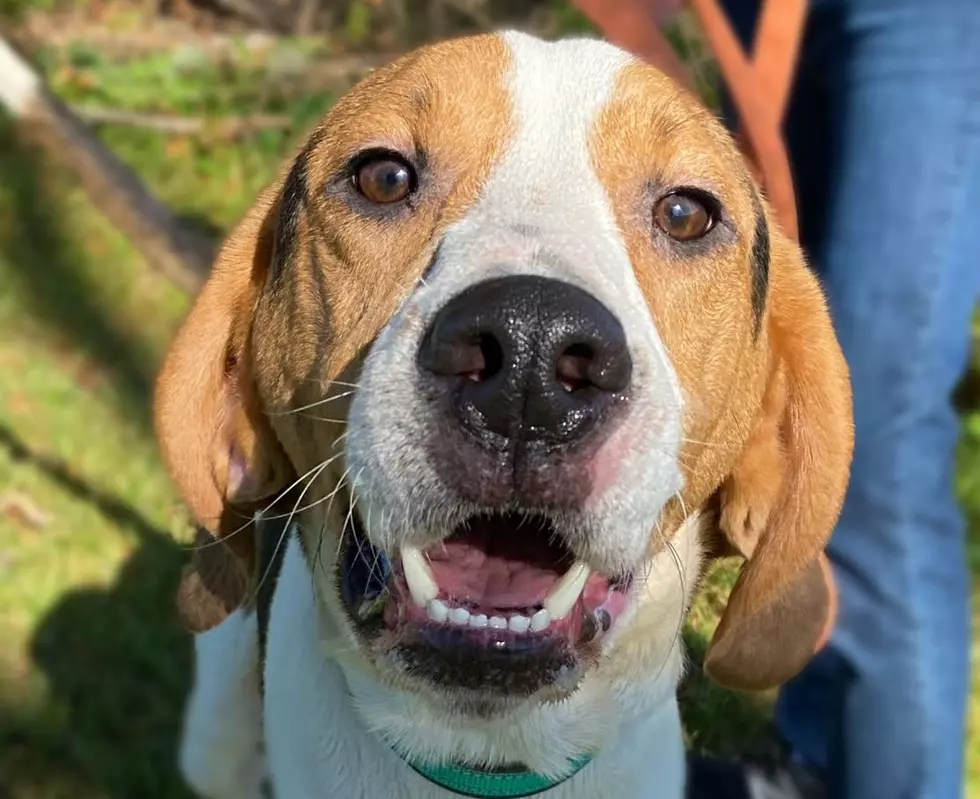Pet Of The Week — ‘Boss’