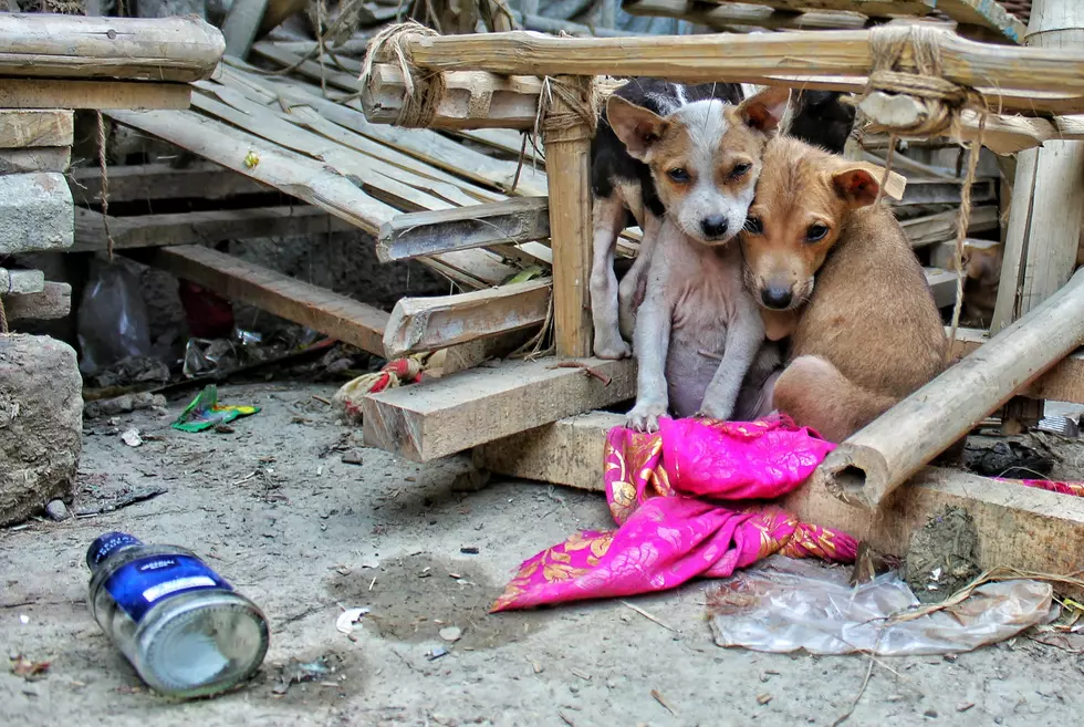 Susquehanna SPCA Rallies To Help War-Torn Pets In Ukraine