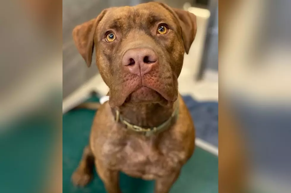 Susquehanna SPCA Pet Of The Week–‘Kovu’