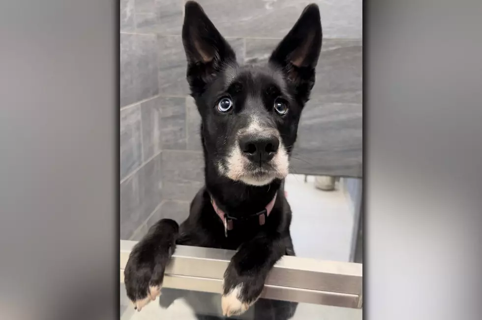 Susquehanna SPCA Pet Of The Week–‘Astrid’