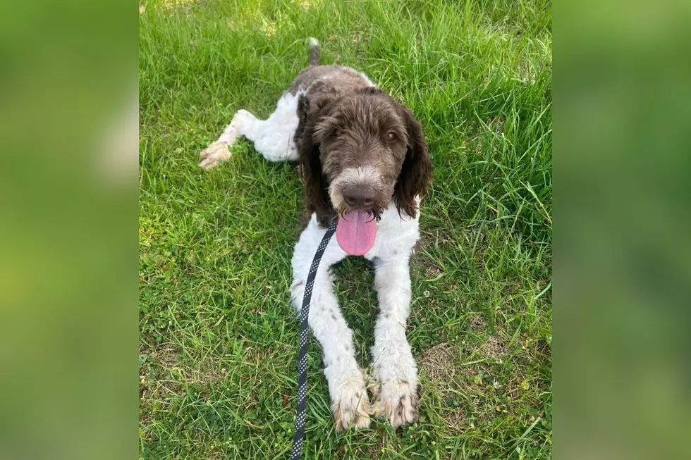 Susquehanna SPCA Pet of the Week: Freesia