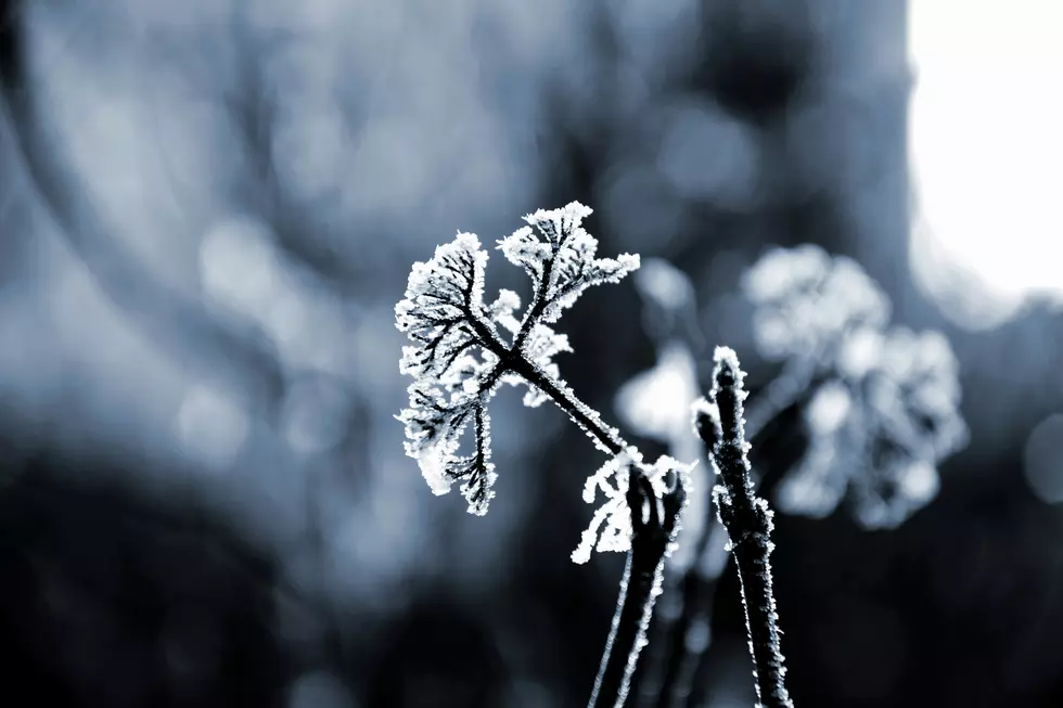 How to Protect Your Plants Against Frigid New York Weather