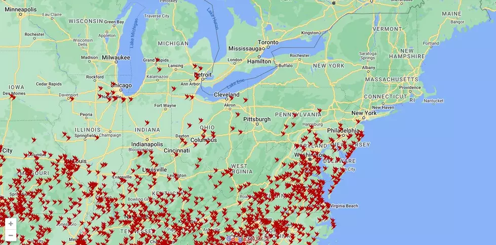 Hummingbirds Are Returning to Otsego County, New York