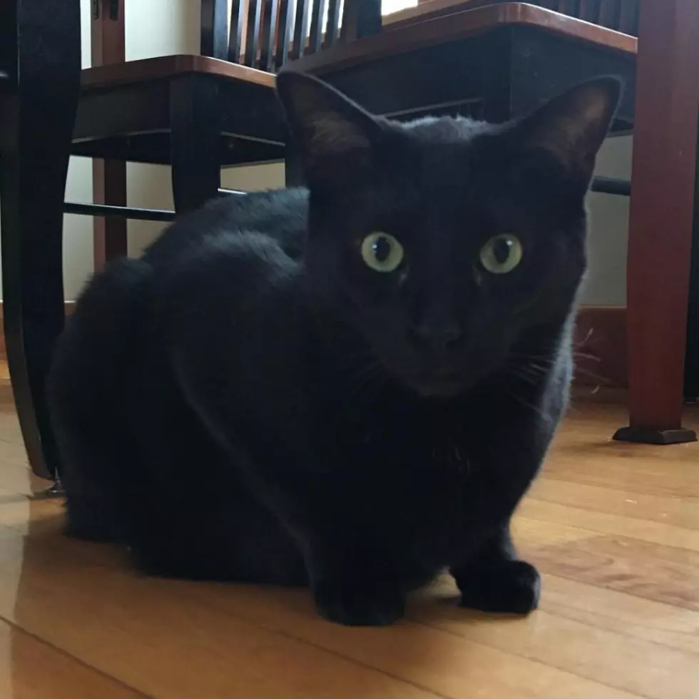 Super Heroes Humane Society Pet of the Week – Koda
