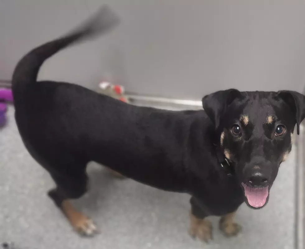 Super Heroes Humane Society Pet of the Week – Benji