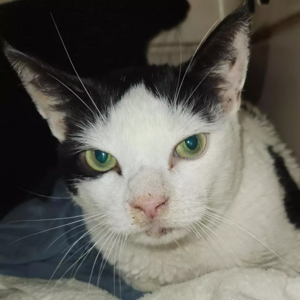 Super Heroes Humane Society Pet of the Week – Cooper