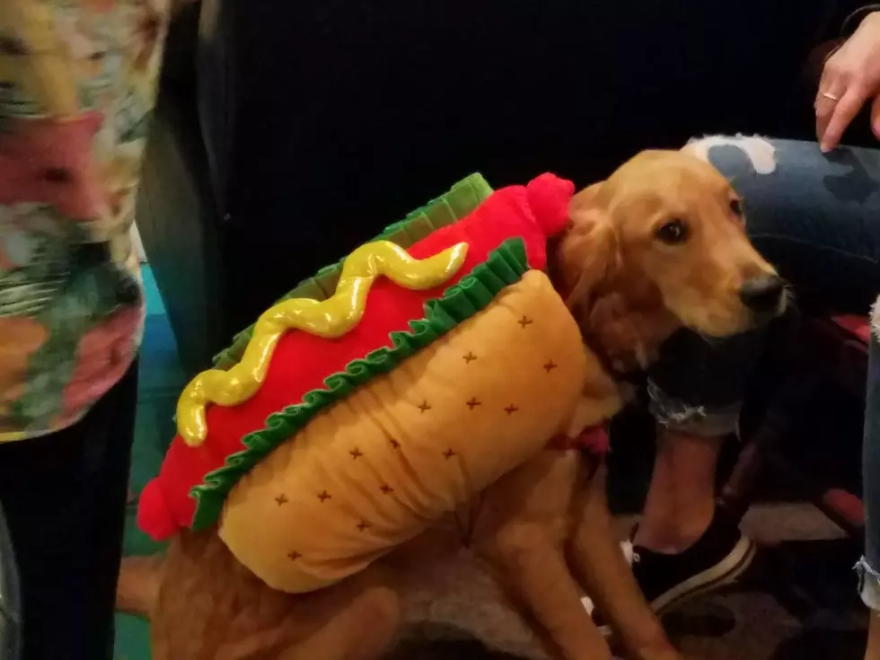 Top Halloween Costumes for Kids, Adults, and Even Pets for 2020