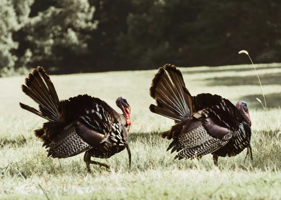 Won’t You Help Our Feathered Friends? The NY DEC Needs You!