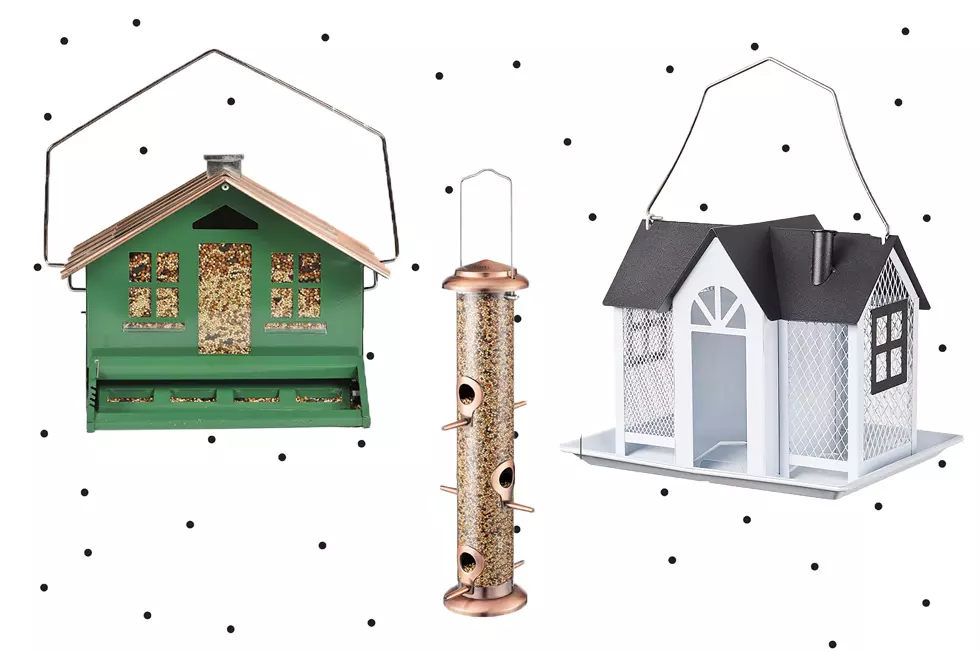 The Best Bird Feeders on Amazon